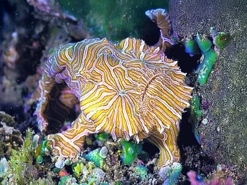 The trippy color patter of a psychedelic frogfish match the patterns of certain corals. The trippy color patter of a psychedelic frogfish match the patterns of certain corals.