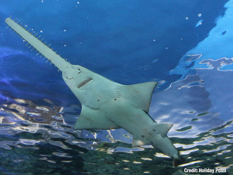 A sawfish's blade is a third as long as its entire body. A sawfish's blade is a third as long as its entire body.