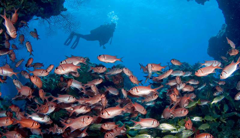 At the swim-through known as Soldierfish Cave, the cavern is packed with a living curtain of black bar soldierfish and grunts. 