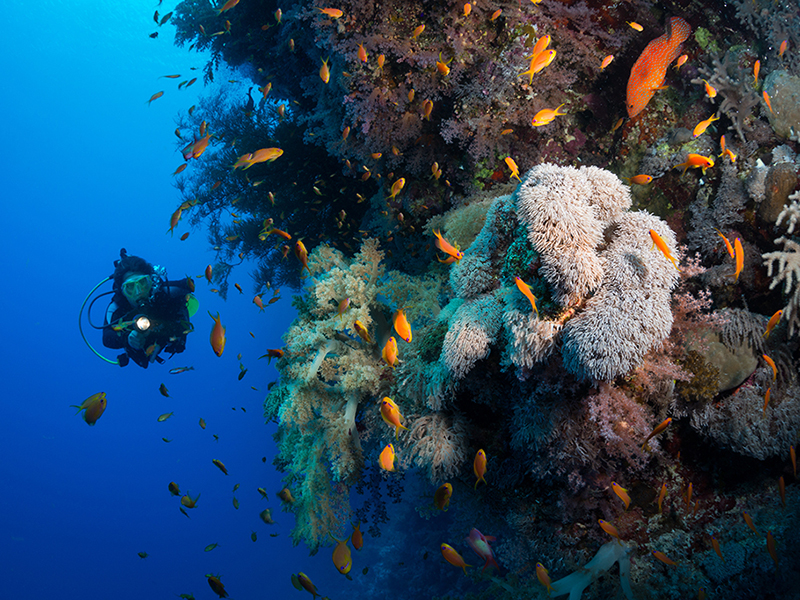 Prevailing currents nurture dense sponge and coral growth on walls and seamounts. Prevailing currents nurture dense sponge and coral growth on walls and seamounts.