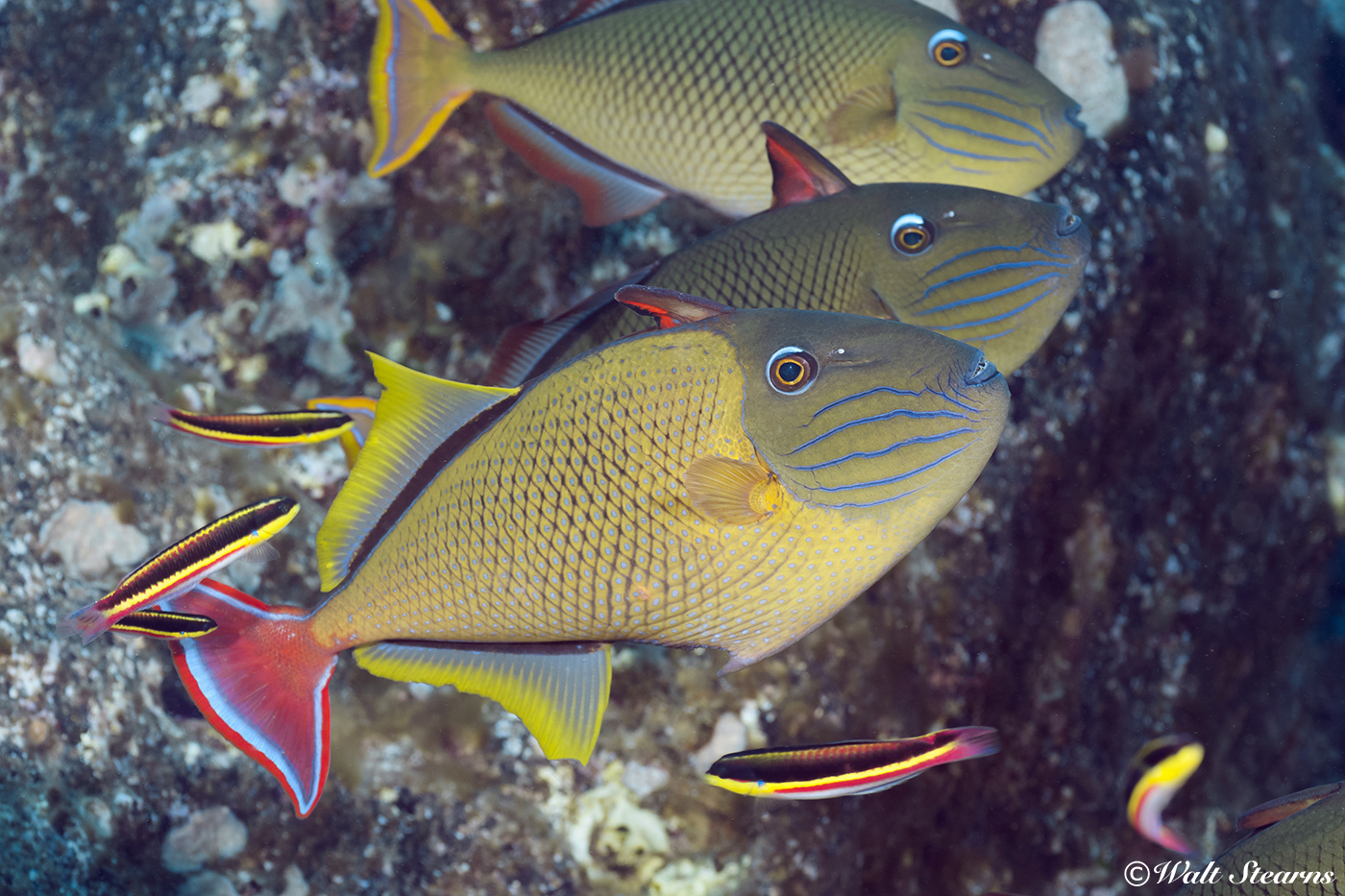 A trio of redtail triggerfish hunt on an Indonesian reef. Females of this species show a slate gray to blue ground color and tail.