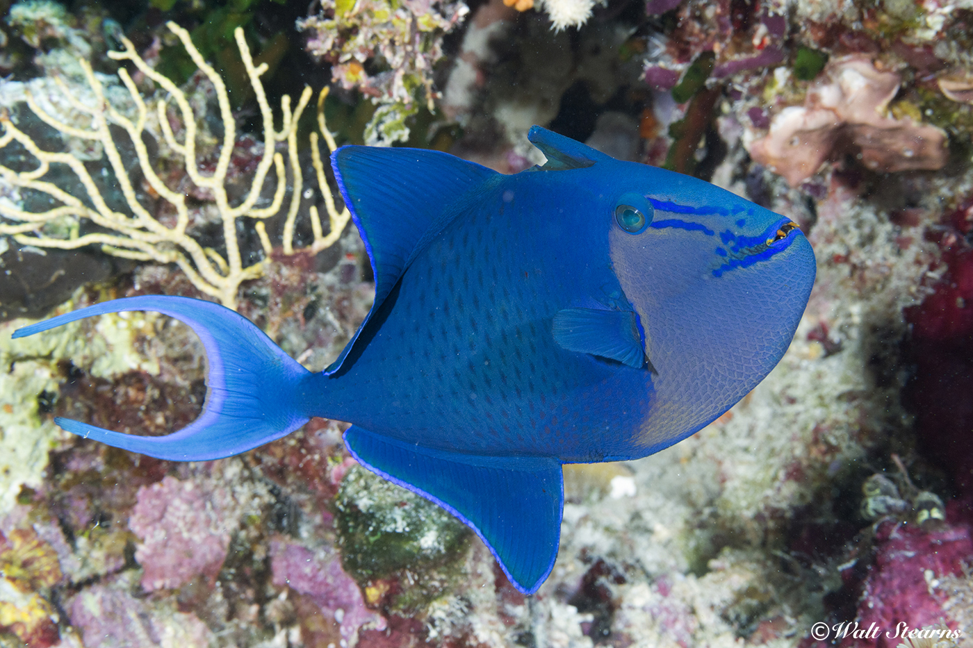 The redtooth triggerfish's fang-like front teeth give it an almost demonic appearance. In reality, it is one of the more docile members of the triggerfish family. These fish are often found in groups, feeding on plankton in the open water, or nibbling on 