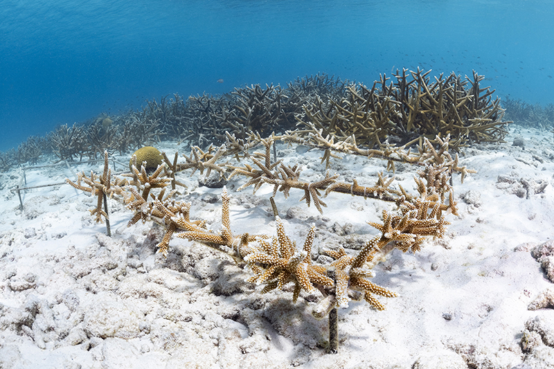 Corals In Our Nurseries - Reef Renewal Curacao