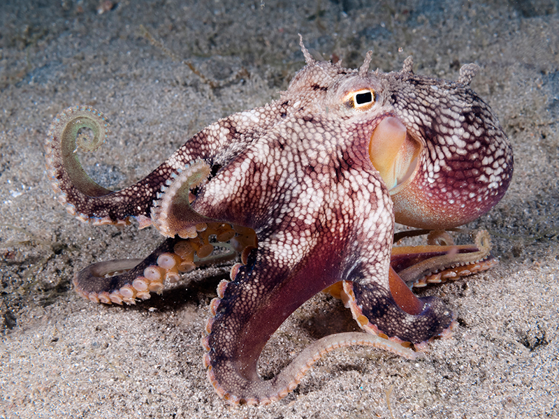 Macro and muck diving sites provide a wealth of subjects. Image Credit Walt Stearns