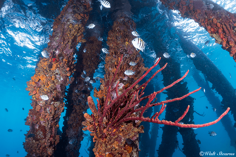 The sponge and coral-encrusted pilings of Salt Pier create an intriguing underwater environment for snorkelers.