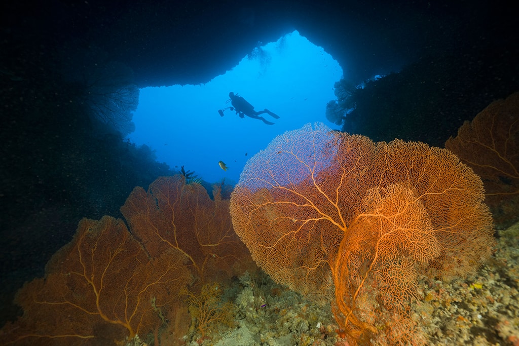 The reef at Blue Corner is perforated by vertical shafts that open to cavern entrances on the face of the wall.