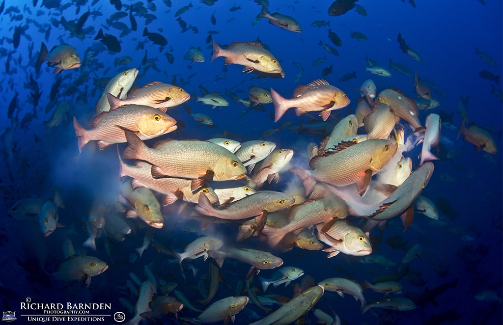 Among the Unique Dive Expeditions offered by Sam's Tours are early morning trips to spawning aggregations.