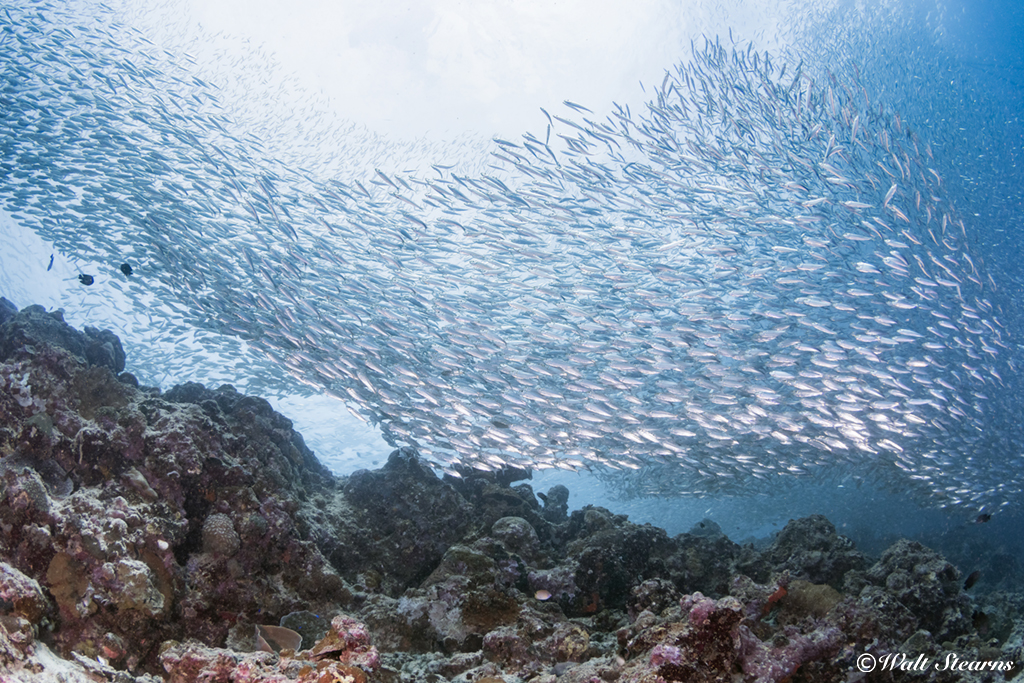 Massive schools of sardines numbering into the millions create shimmering silver ribbons as they swim through the coastal waters of Maolboal, Philippines.