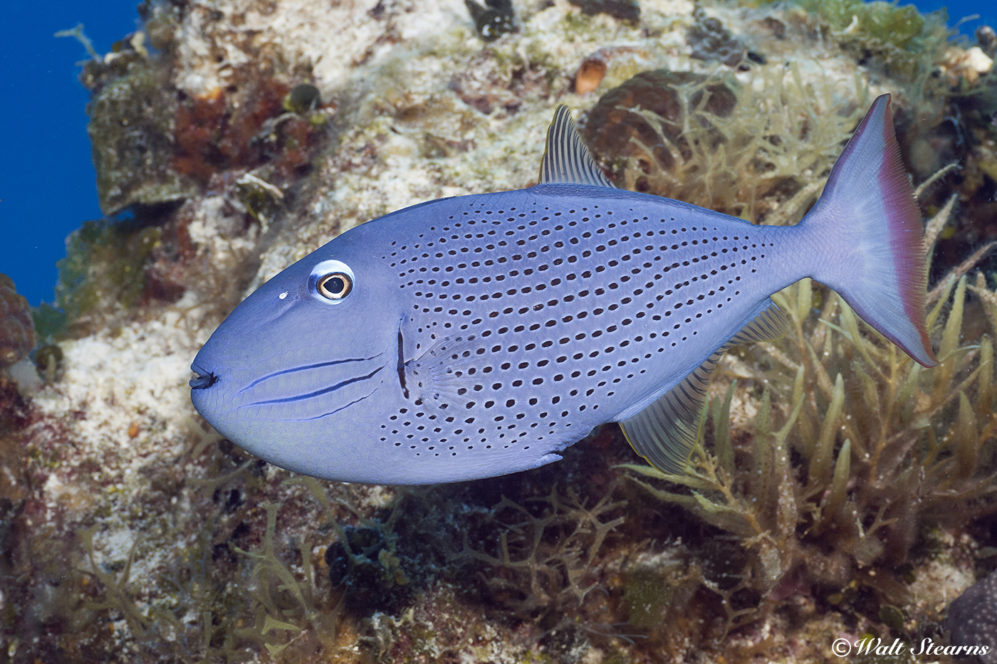 As they mature, sargassum triggerfish move from floating weed patches onto reefs, where they can usually be found in depth from 70 feet on down to 200-plus.