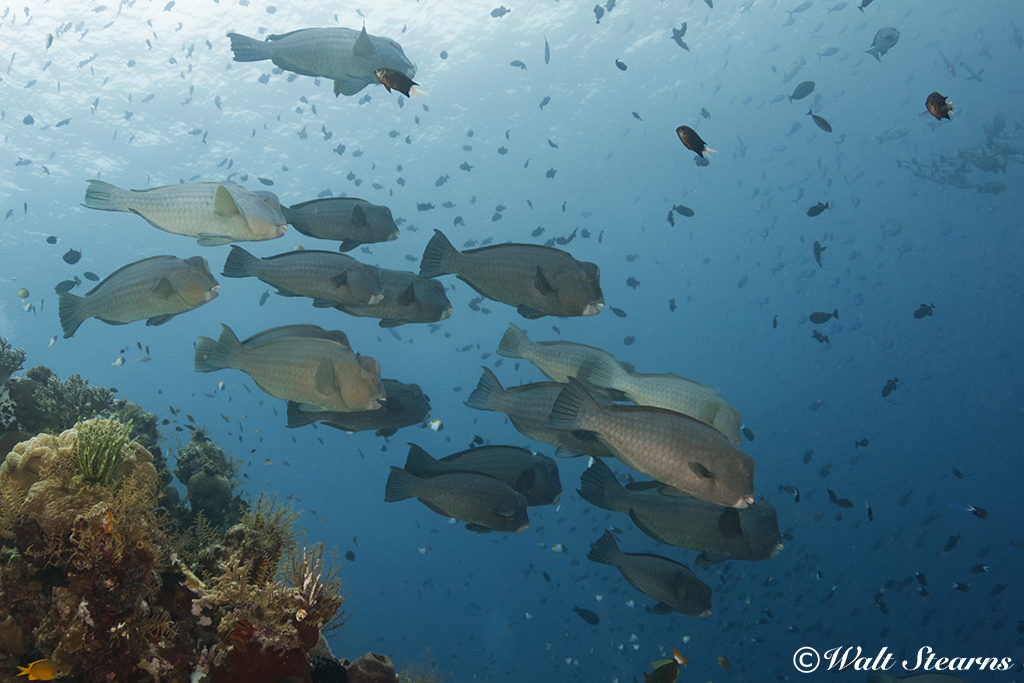 School of Bumphead Parrotfish