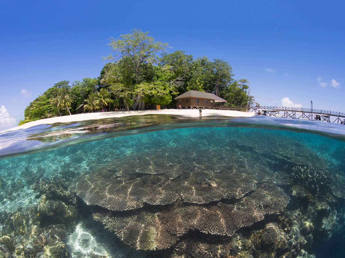 A water-level view of Sipadan Island shows the sheer underwater walls that drop abruptly to mere feet from the surface to depths of 2,000 feet.