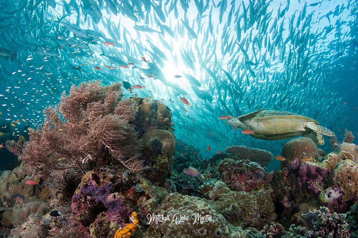 Sipadan is also a gathering place for hawksbill and green sea turtles, and it's not uncommon to see a dozen or more on any given dive.