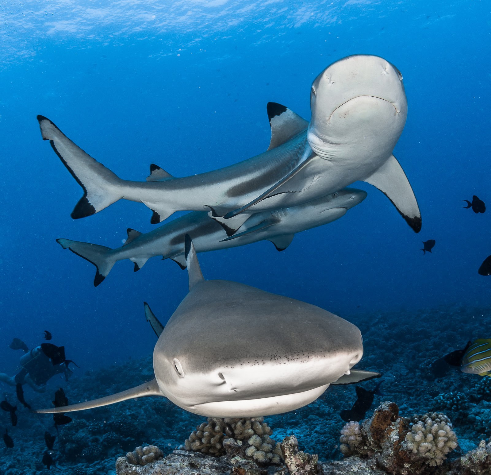 The passes that connect Tahitian lagoons to the open ocean are often visited by sharks, creating exciting drift diving opportunities.