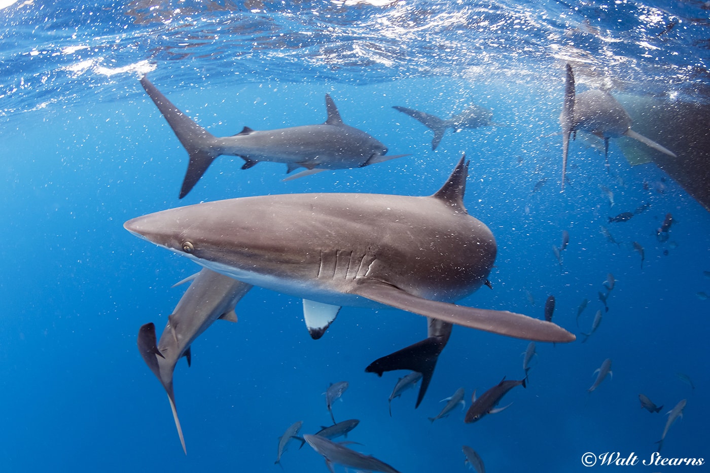 Silky sharks are not usually considered a coastal species, but they can be found along the shores of a number of the islands of the Galapagos, as well as right next to the Galapagos Sky itself.