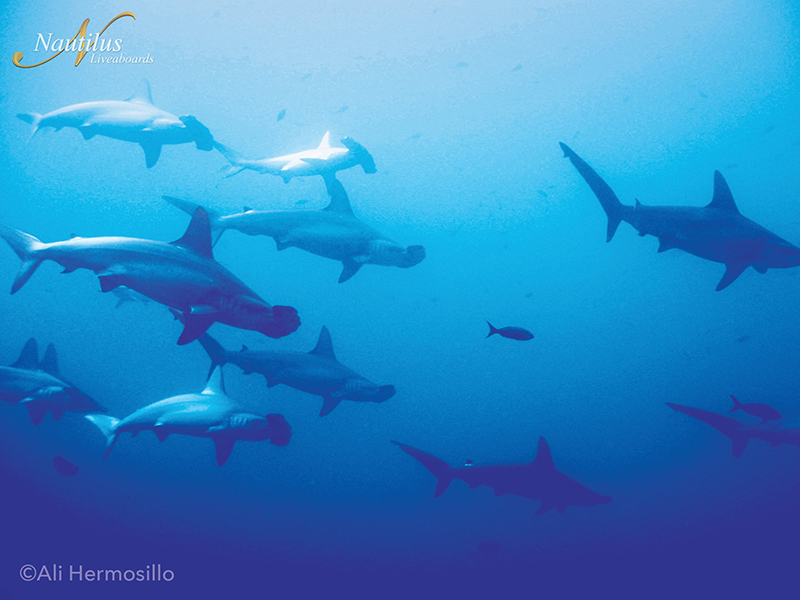 The Socorro Islands are one of a very few places in the world where divers may see schooling hammerhead sharks.