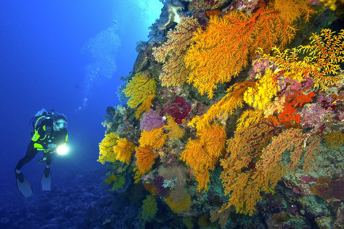 Colorful soft corals cover walls and slopes at many dive sites in the Ribbon Reefs.