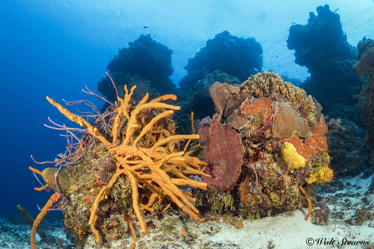 They may look like some type of weird mushroom or flower, but these sponges are actually members of the animal kingdom.