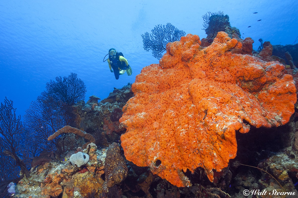 Sponges such as this large elephant ear specimen found on a reef in the Cayman Islands can grow to more than six feet across and live for 100 years.