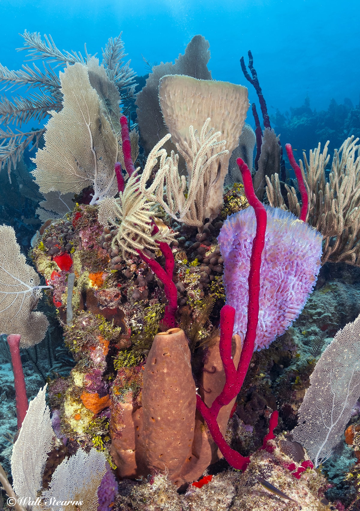 Photographers love sponges, especially when a number of colorful varieties come together to create floral-like arrangements.