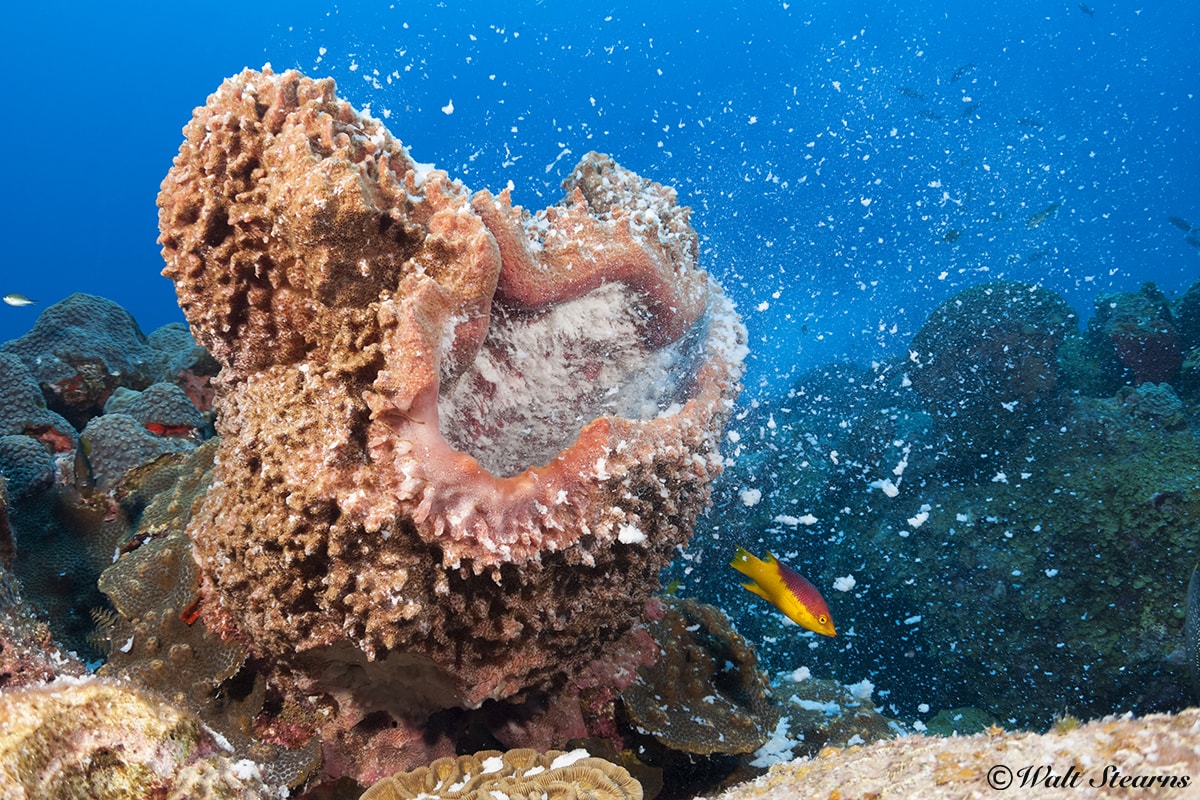 The aftermath of a sea turtle's lunch leaves this sponge battered but alive. The tiny bits of sponge that were shredded but not eaten will now float away and form their own colonies.