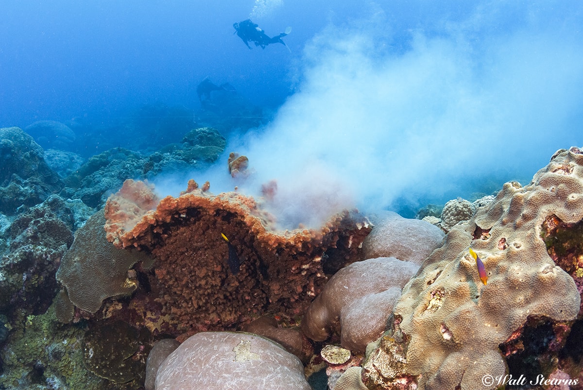 Catch it just right, and you may witness a sponge spawn, in which thousands of sponges will release eggs and sperm into the water at the same time.