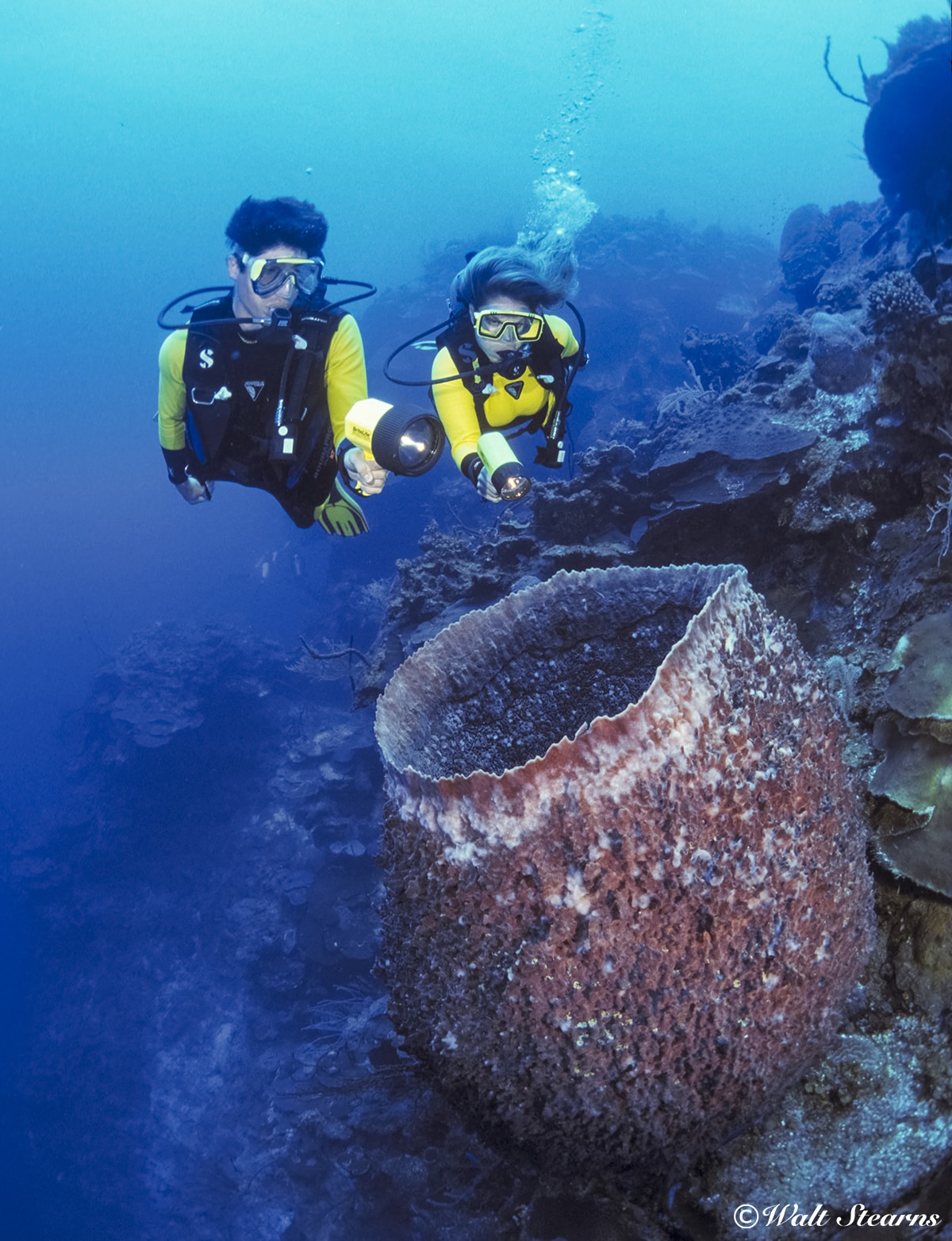 If you come across a large barrel sponge, pause to take a look inside, where you might find anything from a tiny shrimp to a resting moray eel or lobster.