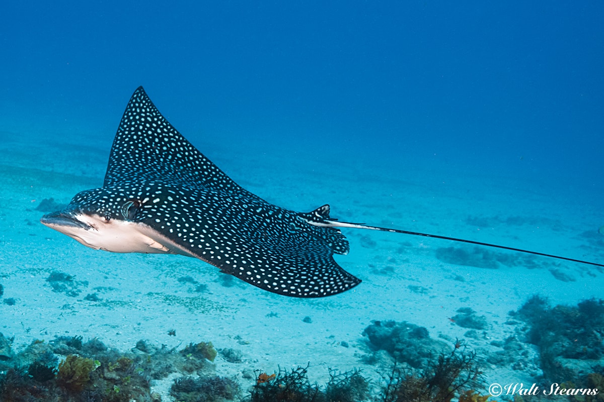 An eagle ray glides across the sandy shallows of Turneffe Atoll.