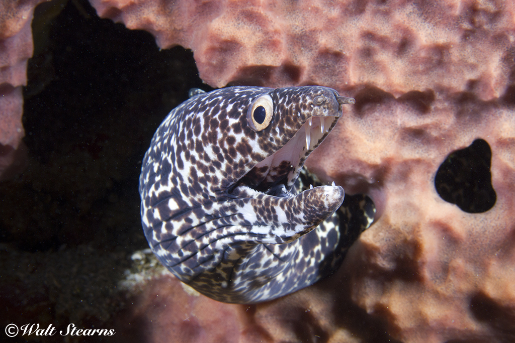 Spotted moray eel on the Lesleen M Wreck