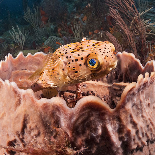 The Spiny puffer, also known as the burrfish, is a common sight on Caribbean Reefs. Unlike many puffers, its spikes are still visible when they are not deployed. The Spiny puffer, also known as the burrfish, is a common sight on Caribbean Reefs. Unlike many puffers, its spikes are still visible when they are not deployed.