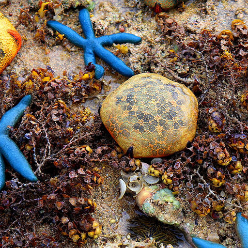 SEEING STARS - A Short Story on one of Earth’s Oldest Animals SEEING STARS - A Short Story on one of Earth’s Oldest Animals