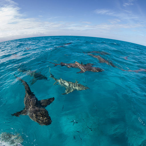 Sharks in the Bahamas Sharks in the Bahamas