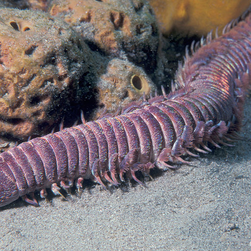 The creature known as The Thing was first photographed on a coral reef off Anse Chastanet Resort on the island of St. Lucia. The creature known as The Thing was first photographed on a coral reef off Anse Chastanet Resort on the island of St. Lucia.