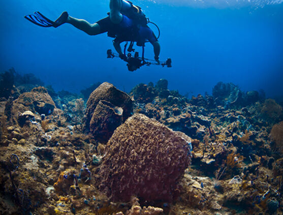 National Association Of Black Scuba Divers Nov 2021 Caradonna Adventures