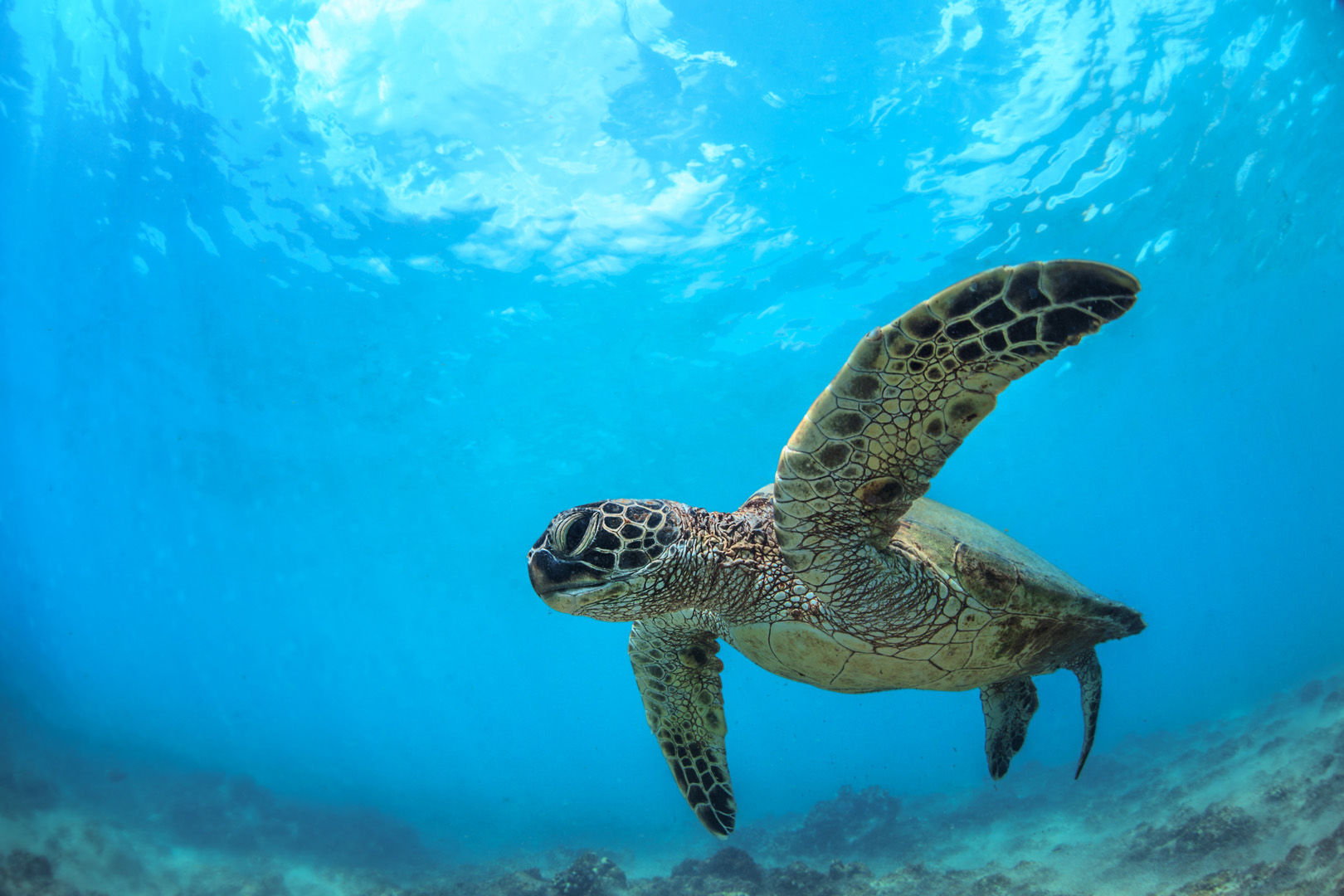 Hawaii is America’s own Pacific paradise where divers have ample opportunities to see many favorites such as manta rays and spinner dolphins to friendly sea turtles at sites close to shore