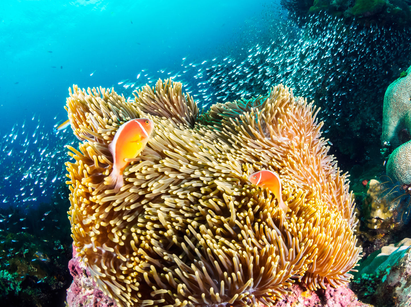 As destinations go PNG can please big animal enthusiasts, reef lovers and critter hunters alike through some of the most prolific and pristine coral growth in the world.