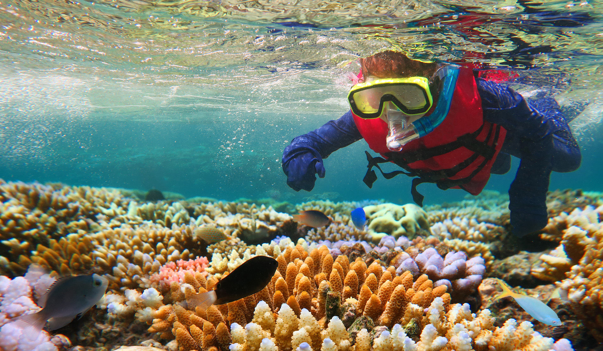 Snorkeling in Australia