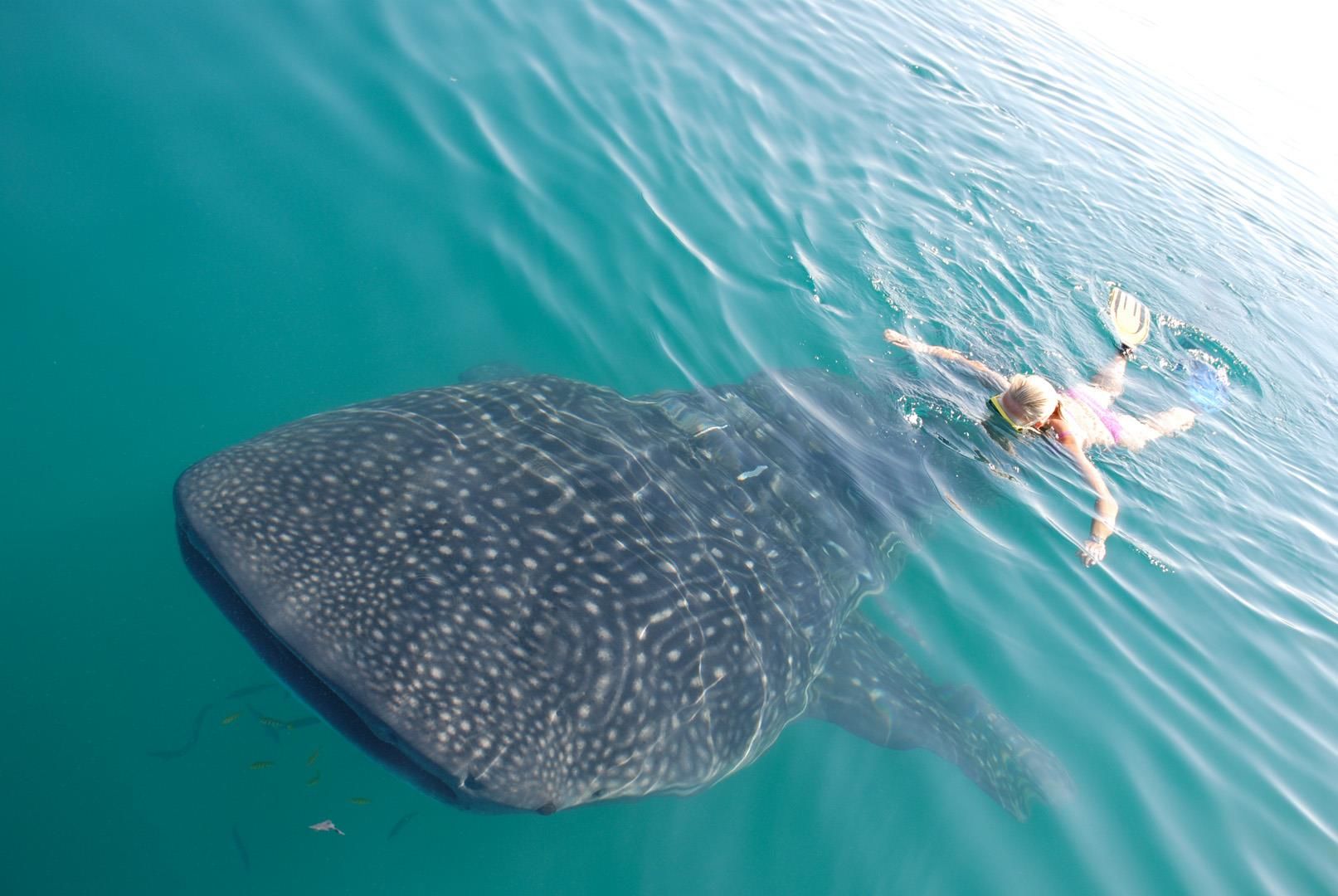 Animal Encounters in Baja, Mexico