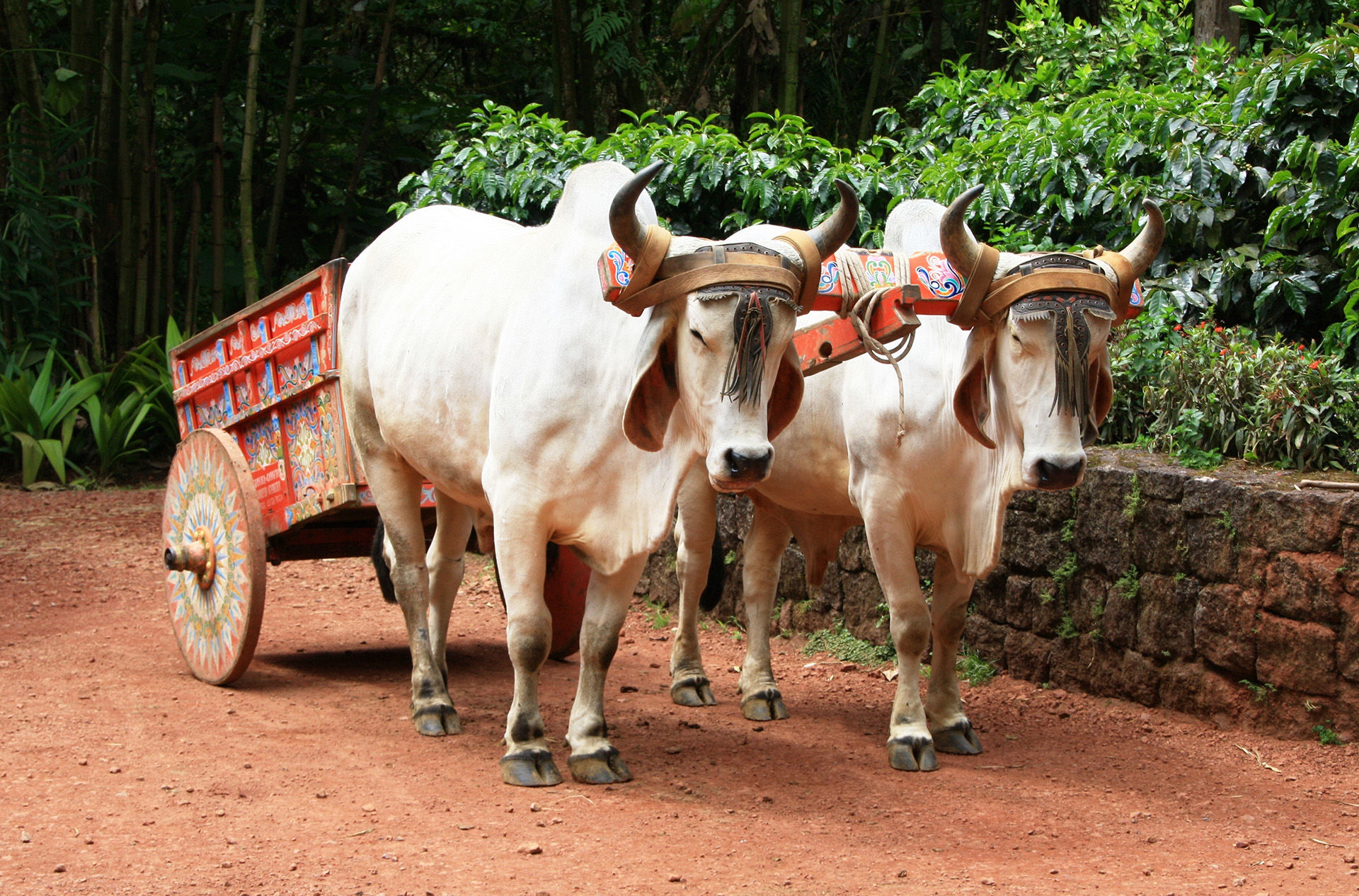 costa rican culture and traditions