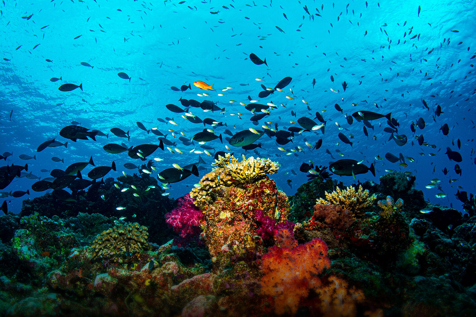 Discover Fiji's Mind-Blowing Diving Adventures Discover Fiji's Mind-Blowing Diving Adventures