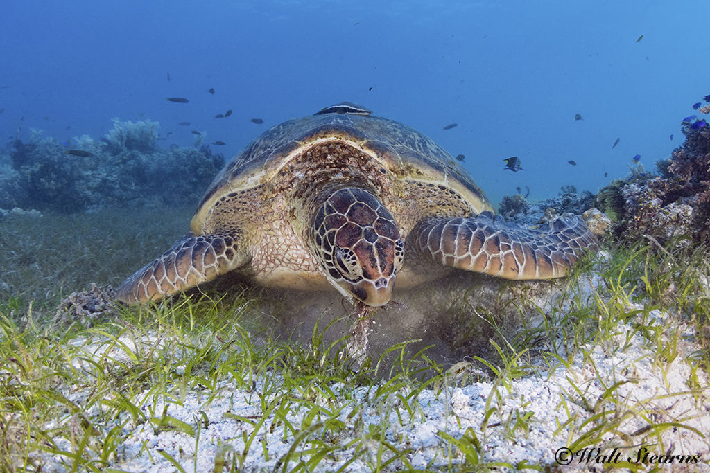Green Sea Turtle Green Sea Turtle