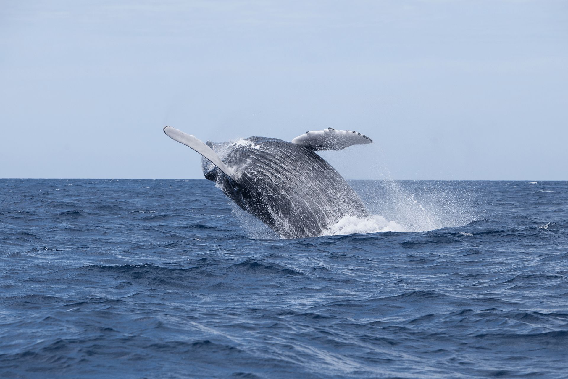 Migrating Humpbacks in Guadeloupe Migrating Humpbacks in Guadeloupe