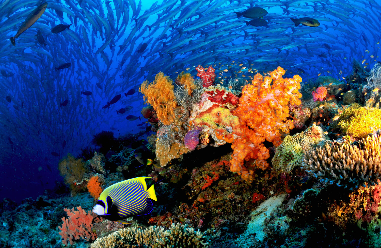 Find Underwater Treasures Big And Small In Malaysia | Resorts & Packages