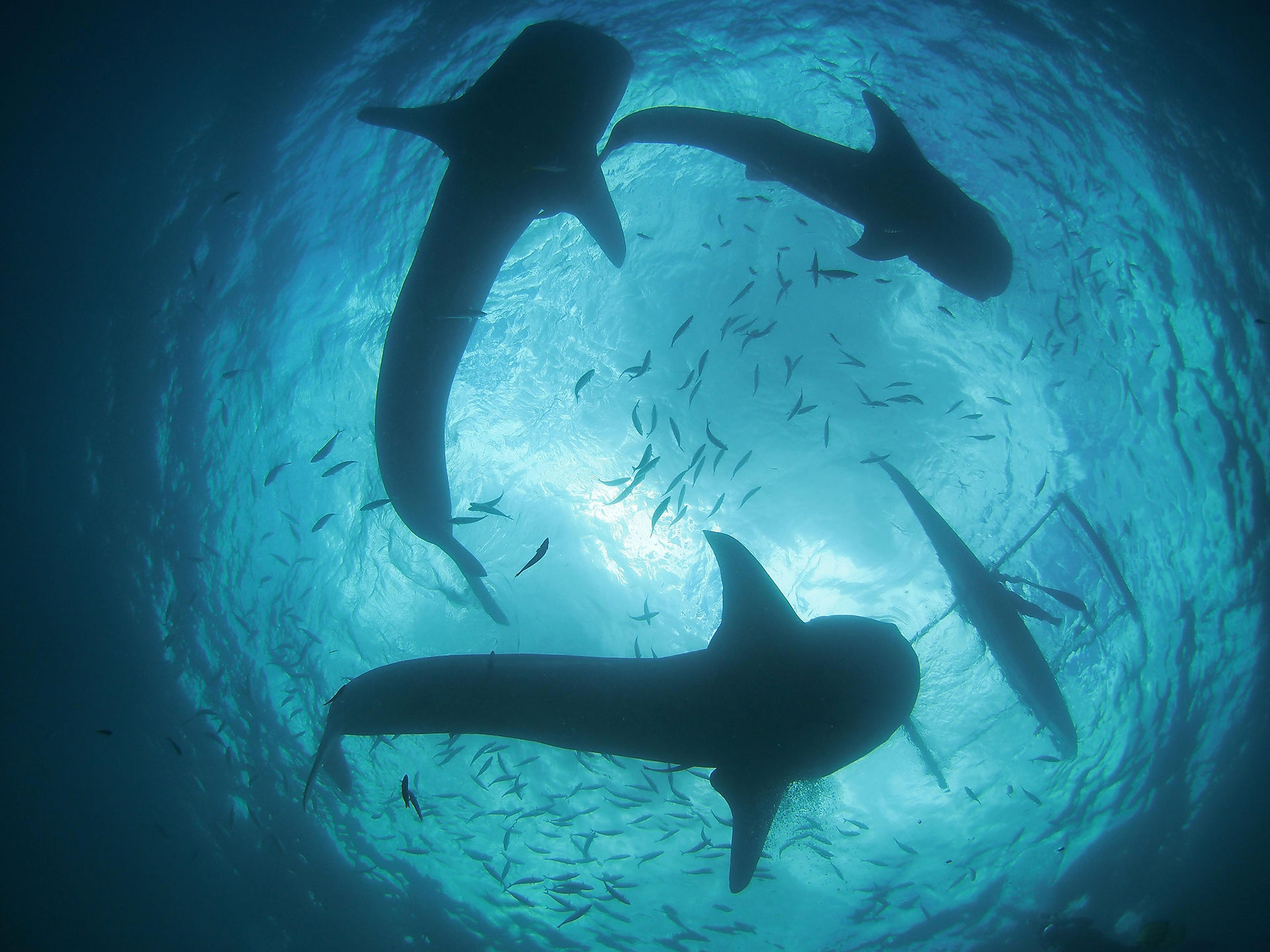 Animal Encounters in the Philippines