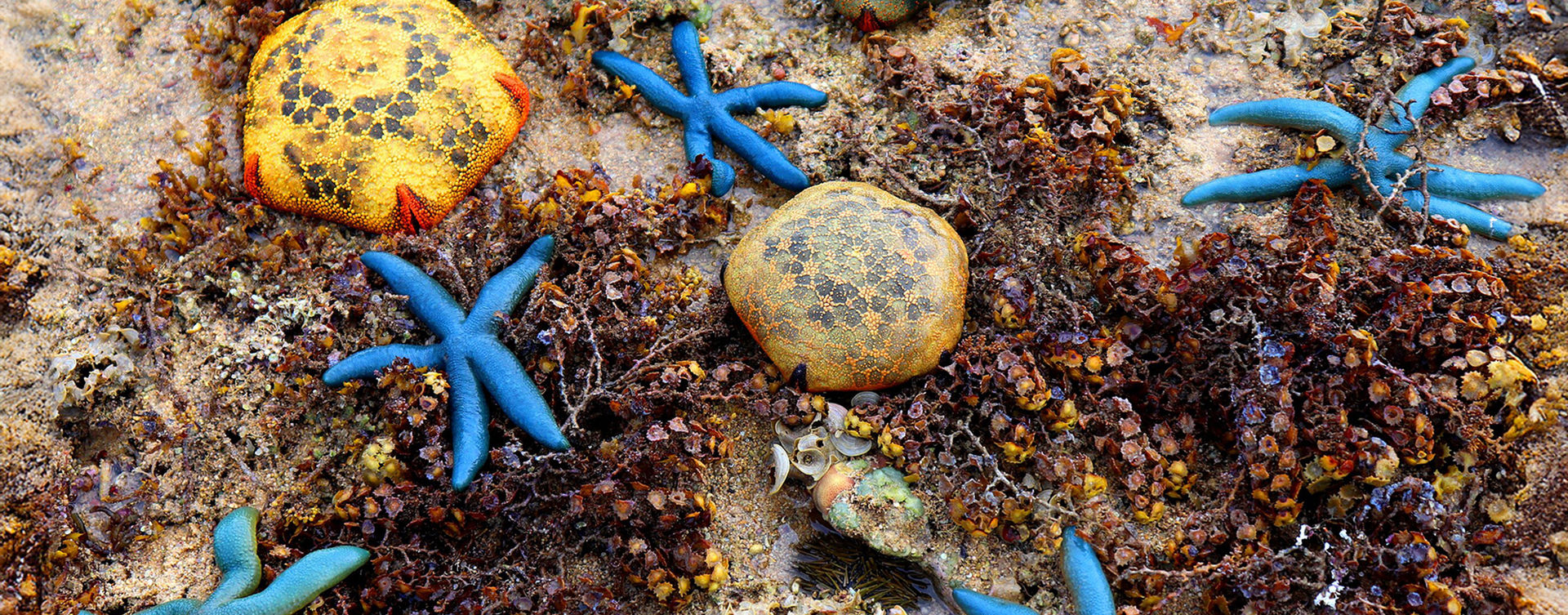 SEEING STARS - A Short Story on one of Earth’s Oldest Animals