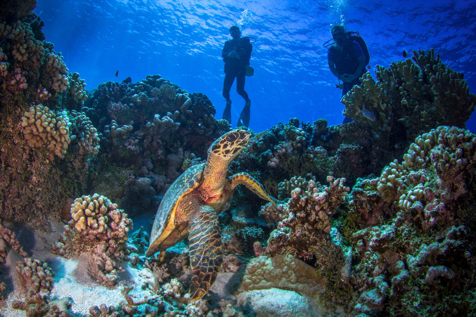 The Islands of Tahiti deliver an enticing combination of topside beauty and underwater excitement.