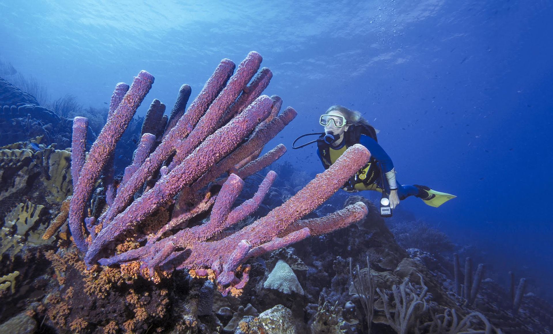 18 Sea Sponge Facts About These Underwater Wonders 