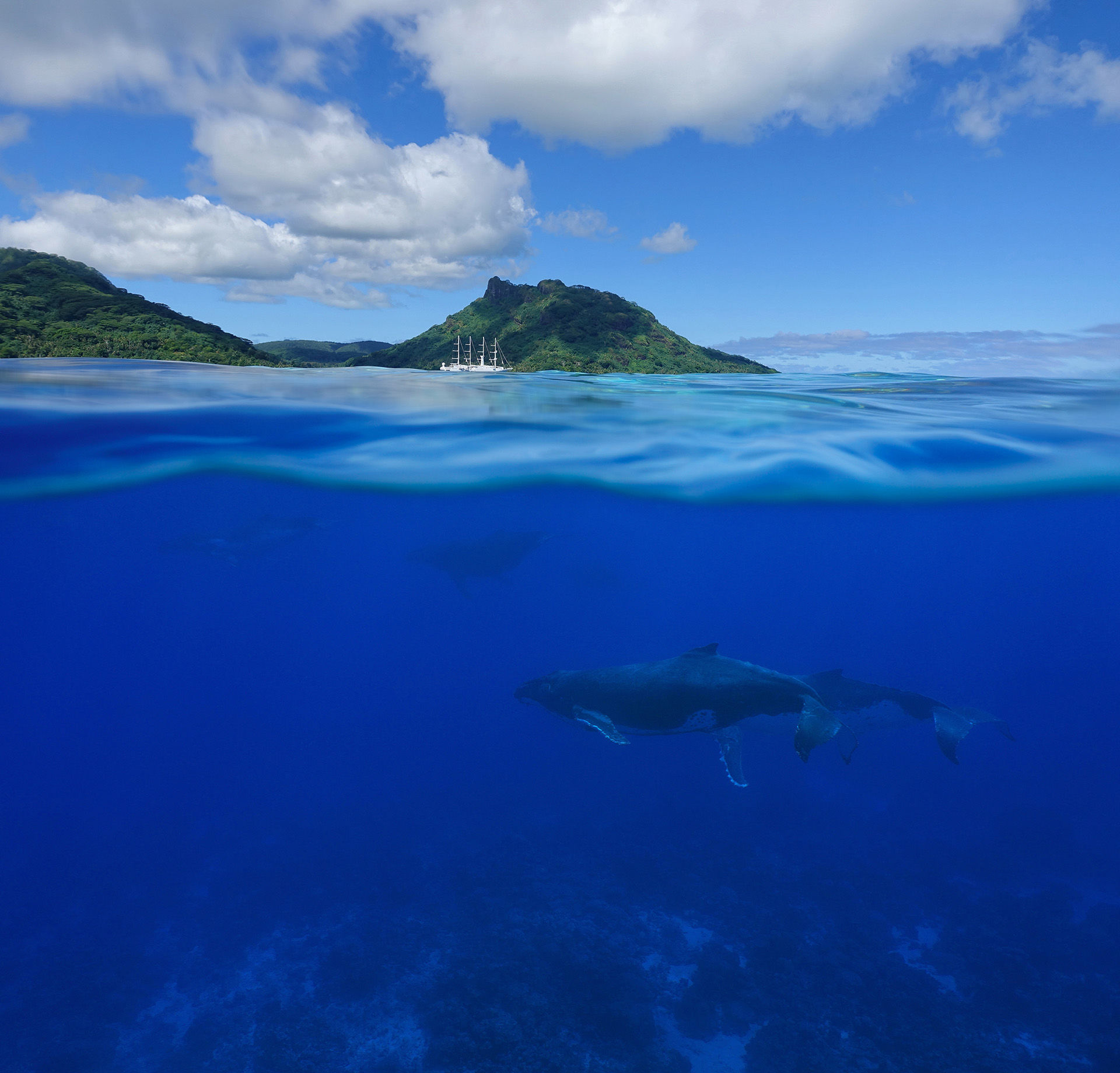 Animal Encounters in Tahiti