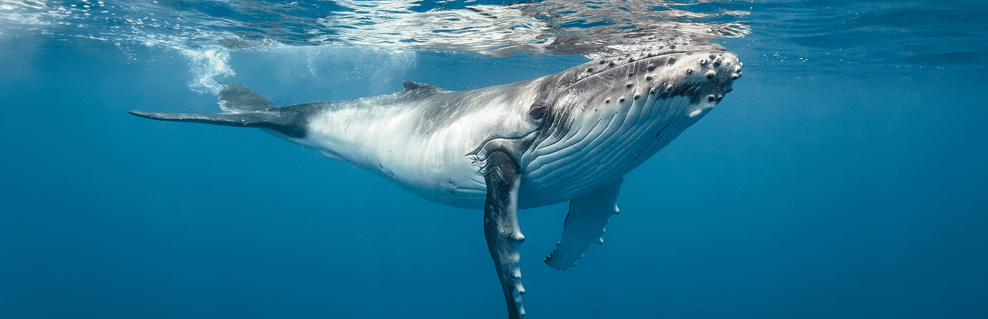 Swimming With Humpback Whales In Tonga Caradonna Adventures