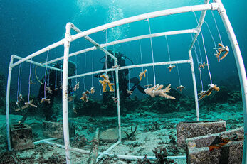 Elkhorn and Staghorn coral polyps get a head start at Anse Chastanet's coral nursery. Elkhorn and Staghorn coral polyps get a head start at Anse Chastanet's coral nursery.