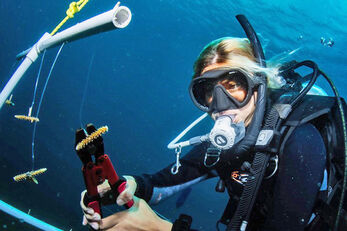 A diver adds new coral fragments to the nursery as part of the resort's Coral Restoration Specialty Course. A diver adds new coral fragments to the nursery as part of the resort's Coral Restoration Specialty Course.